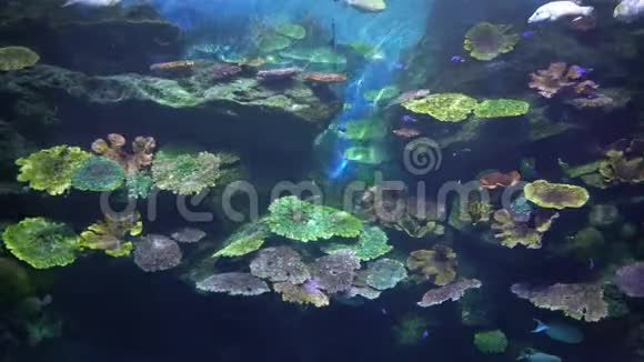 水下岩石有多种热带珊瑚和外来鱼类视频的预览图