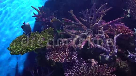 部分珊瑚礁在热带海景与彩色天使视频的预览图