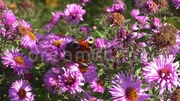花园里花上的蝴蝶以花蜜为食视频的预览图