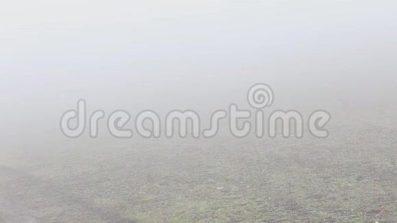 乡下的雾视频的预览图