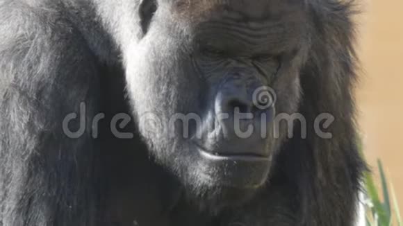 一只雄性大猩猩的近距离头部射击视频的预览图