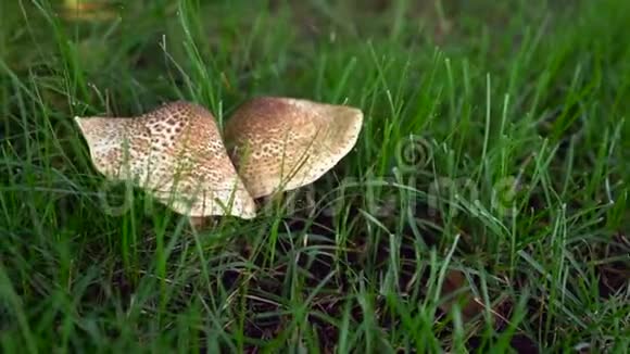 美丽的森林蘑菇特写蘑菇照片森林照片森林背景视频的预览图