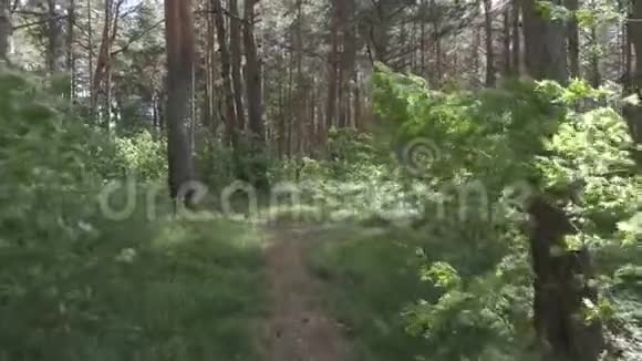 夏日漫步松林视频的预览图
