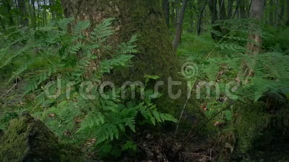 森林树桩上的蕨类植物视频的预览图