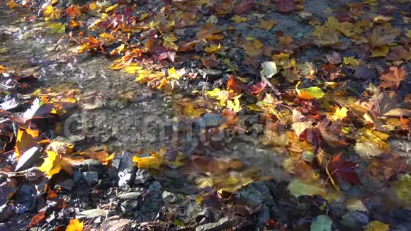 小溪在秋叶间流淌视频的预览图