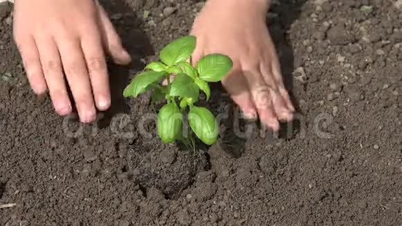 儿童手在地上种植种子种子蔬菜农业领域4K视频的预览图