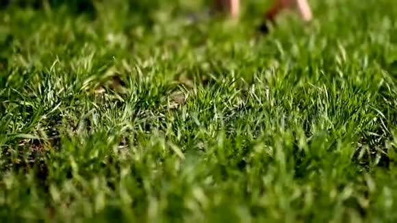 一个女孩赤着脚站在一片绿油油的草地上夏天的时候草地上长满了茂盛的青草身体部位视频的预览图
