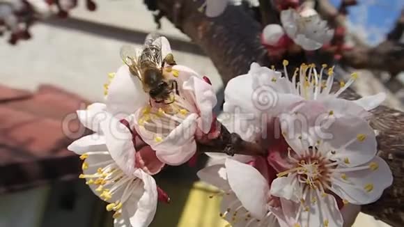 蜜蜂采花粉视频的预览图