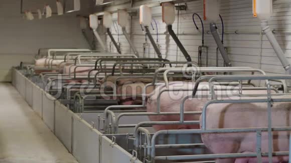 工业养猪场上的猪视频的预览图
