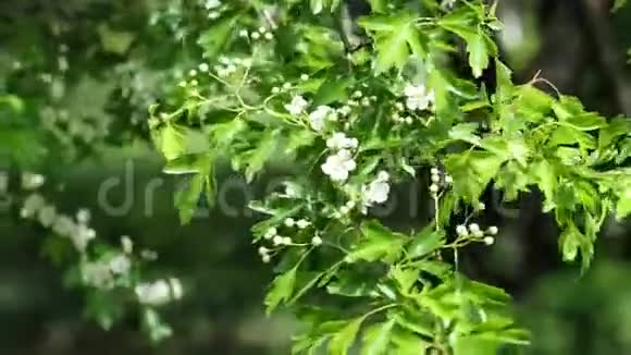 普通山楂在中风4K的小白春花和叶片视频的预览图