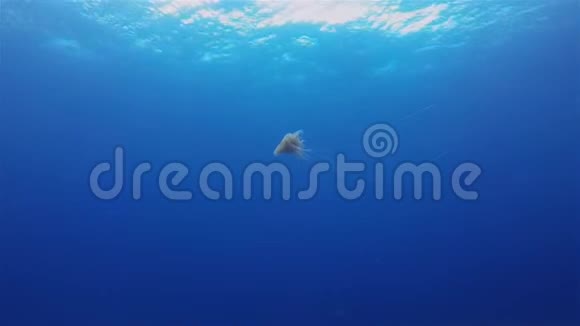 水母优雅的果冻鱼游泳海洋无脊椎动物在平静的蓝色阳光下视频的预览图