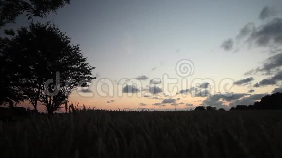 广角多莉围绕麦田拍摄树的轮廓在日落的神奇时刻视频的预览图