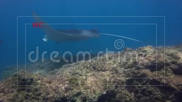 镜头取景器拍摄优雅的豹鲨曼塔雷和鹰雷在蓝海视频的预览图