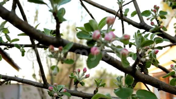 一棵苹果树的未成熟的花蕾枝条上有粉红色的花视频的预览图
