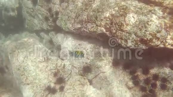 小的热带鱼沿着岩石背景游动海洋中有海胆视频的预览图