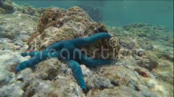 库克群岛拉罗通加海底蓝星爬行的水下时间图视频的预览图