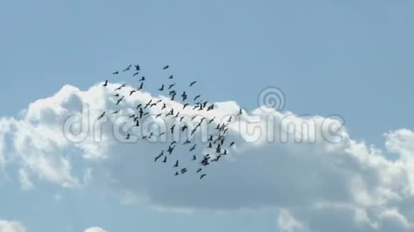 一群鸟儿在飞翔视频的预览图