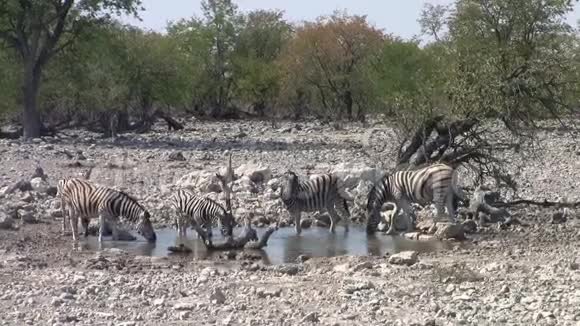 非洲纳米比亚Etosha国家公园水坑处的斑马视频的预览图