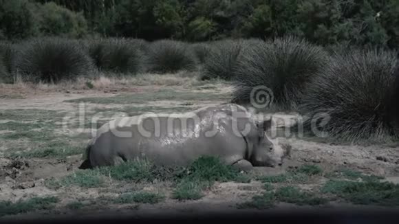 动物园里的南方白犀牛视频的预览图