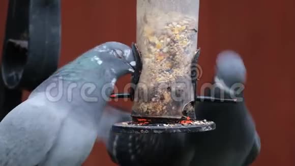 从小鸟种子分配器中喂食的木鸽视频的预览图