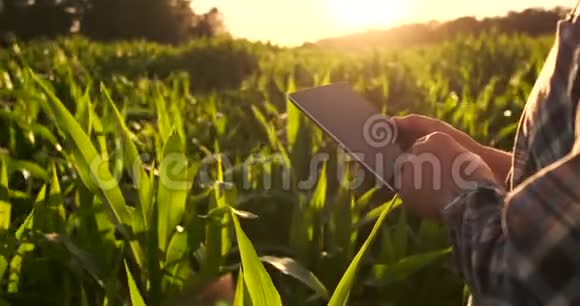 镜头耀斑农民用平板监测收获日落时的玉米地一个拿着平板电脑的农夫视频的预览图
