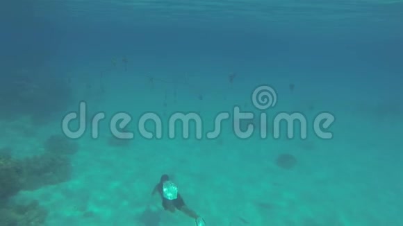 在大蛤上自由潜水在Aitutaki泻湖礁的水下珍珠线视频的预览图