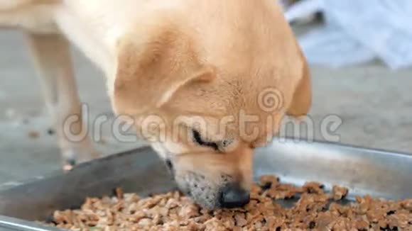 特写饥饿的狗吃干燥的食物从槽在避难所视频的预览图