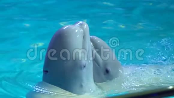 海豚馆海豚表演及水上乐园表演白鲸在水里跳舞白鲸白海豚游泳视频的预览图