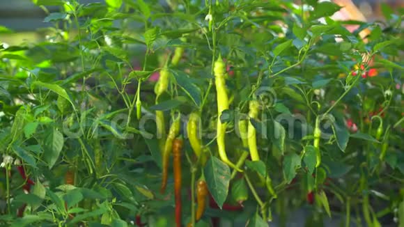 在阳光明媚的夏日用新鲜的青辣椒辣椒在有机蔬菜园里采摘收获视频的预览图
