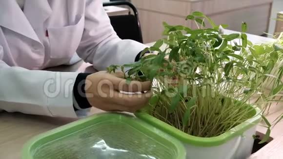 水培在实验室没有土地的水中生长的植物穿着白大褂的女性实验室的手触摸着绿豆视频的预览图