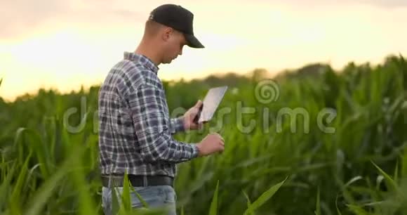 镜头耀斑农民用平板监测收获日落时的玉米地一个拿着平板电脑的农夫视频的预览图