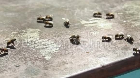 蜜蜂在木板上爬行视频的预览图