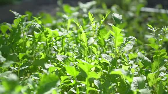阿鲁古拉在阳光明媚的夏日在有机菜园里用新鲜的绿笋和木苗把田野围起来视频的预览图