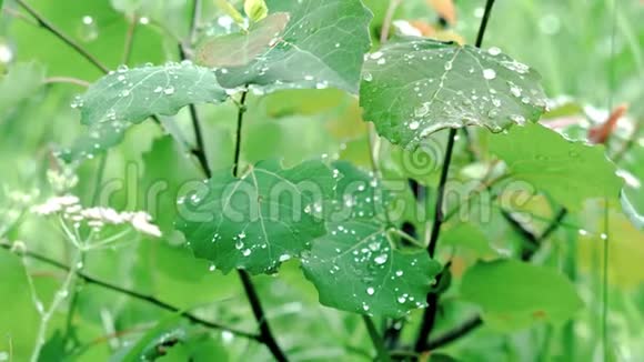 用露珠特写绿叶库存录像美丽的灌木叶雨后覆盖着水滴精神饱满视频的预览图
