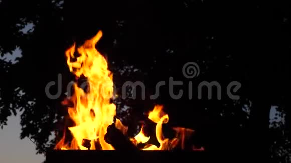 在森林里烧树柴火被明亮的火焰照亮视频的预览图