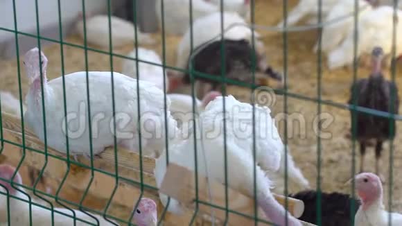 在农场养鸡场火鸡场农场养鸡场家禽生产肉类家禽视频的预览图