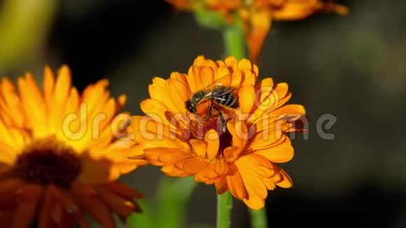一只橙色万寿菊上的蜜蜂视频的预览图