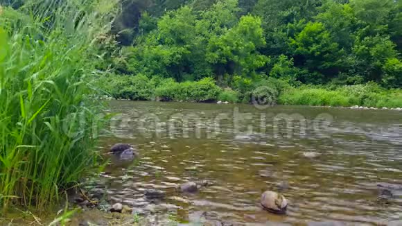 美丽的河流在夏天被森林树木包围林地内树状河岸景观视频的预览图