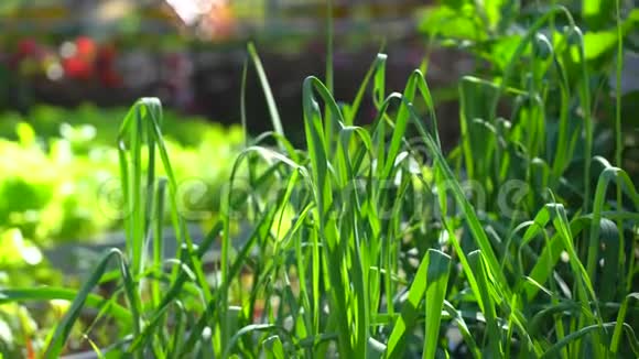 在阳光明媚的夏日用新鲜的绿葱在有机蔬菜园收割视频的预览图