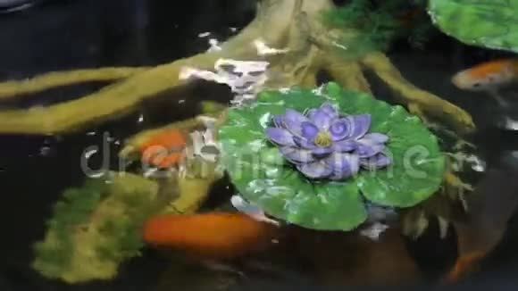 有金鱼的池塘视频的预览图