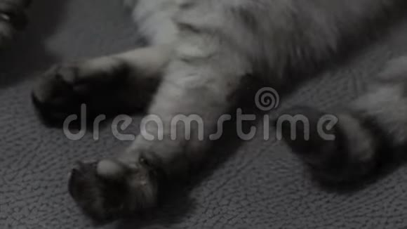 特写猫爪和尾巴英国猫视频的预览图