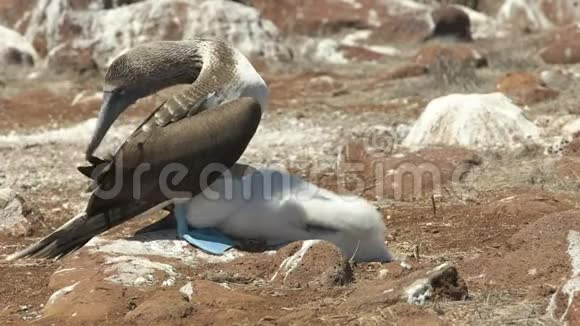厄瓜多尔加拉戈斯群岛蓝脚诱杀雏鸟视频的预览图