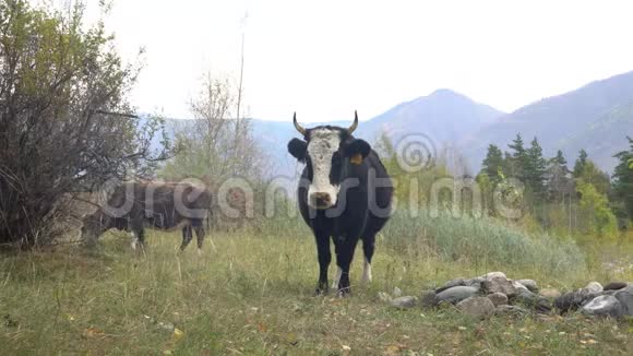 在山脚下的阿尔泰草地放牧的牛一天的照片视频的预览图