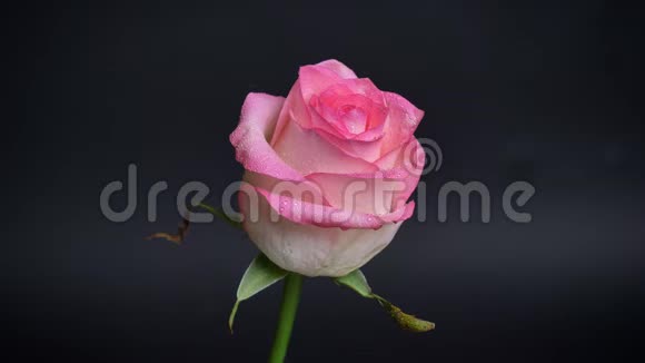 一朵美丽的粉红色玫瑰花瓣上有雨滴背景在黑暗中隔离视频的预览图