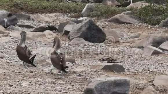 两只蓝脚的胸部在伊斯潘诺拉岛上滑稽的散步视频的预览图