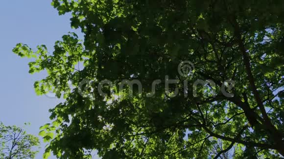 漫步夏林树冠和太阳光超高清4K视频的预览图