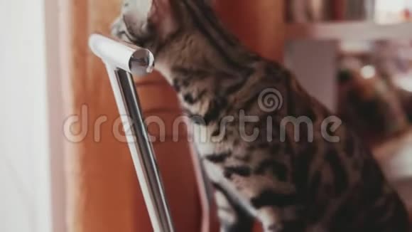 可爱的条纹猫在家视频的预览图