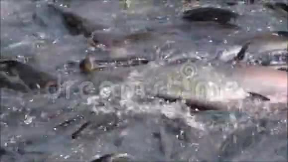 一组在淡水池塘中游泳的彩虹鱼的镜头视频的预览图
