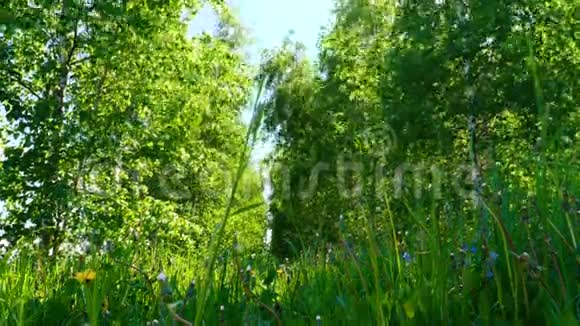 夏季绿草和树木的底部景色视频的预览图