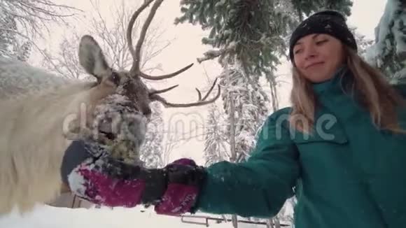 滑雪场娱乐活动冬林中妇鹿女人喂鹿女孩喂鹿视频的预览图